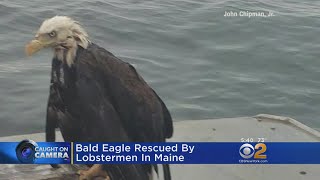 Bald Eagle Rescued By Lobstermen In Maine