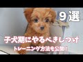 子犬期に教えておきたい9つのしつけ！トレーニング方法も紹介しています！【マルプー/チワプー】