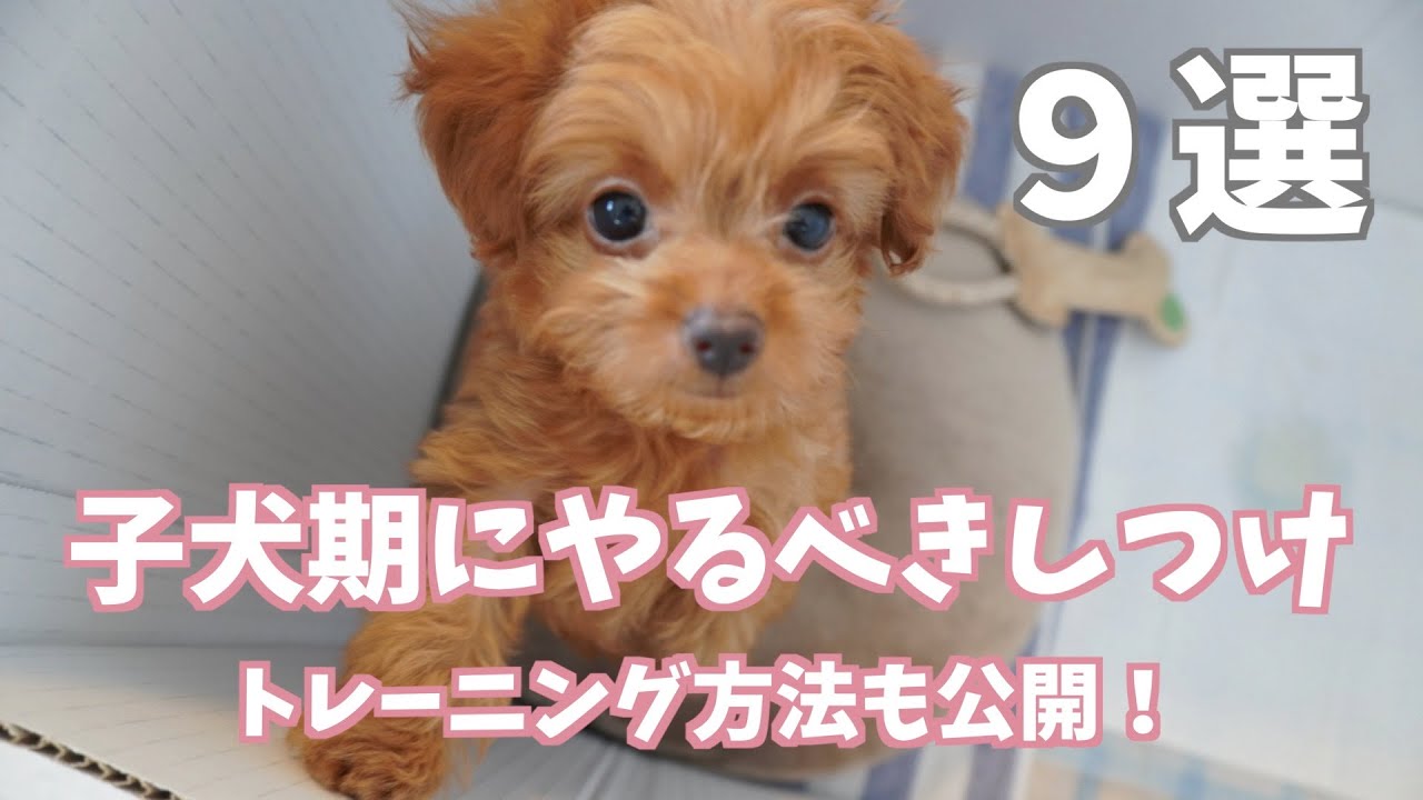 子犬期に教えておきたい9つのしつけ！トレーニング方法も紹介しています！【マルプー/チワプー】