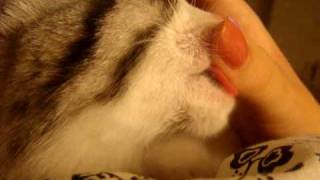 Kitten 'Nursing' On My Fingers