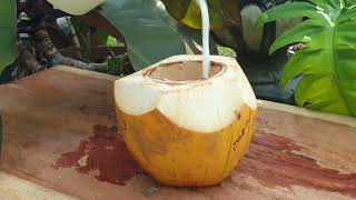 Amazing King Coconut Drink. Healthy King Coconut    Short     KingCoconut     Healthy