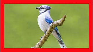 Blue Jay Song Blue Jay Call Blue Jaysound Blue Jay Voice Blue Jay Singing Blue Jay Calling