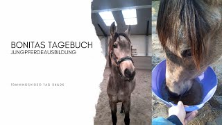 Bonitas Tagebuch - Jungpferdeausbildung Tag 24 & 25