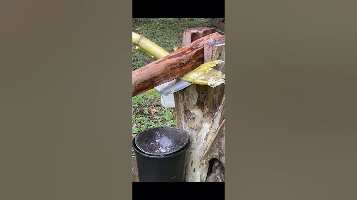 How To Make Sugar cane juice #shorts #shortsfeed #juice #sugarcane #juice #trending #viral #nice