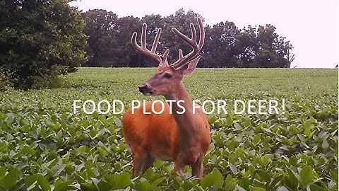 Eagle Seed Food Plots For Deer August Update