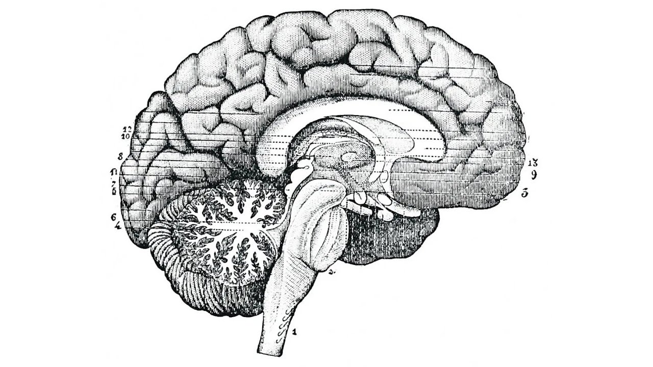 На сколько изучен мозг. Мозг человека гравюра. 6 Блоков мозга по Дубынину. Схема мозга в психологии с кистями. Распечатка настроение мозг.