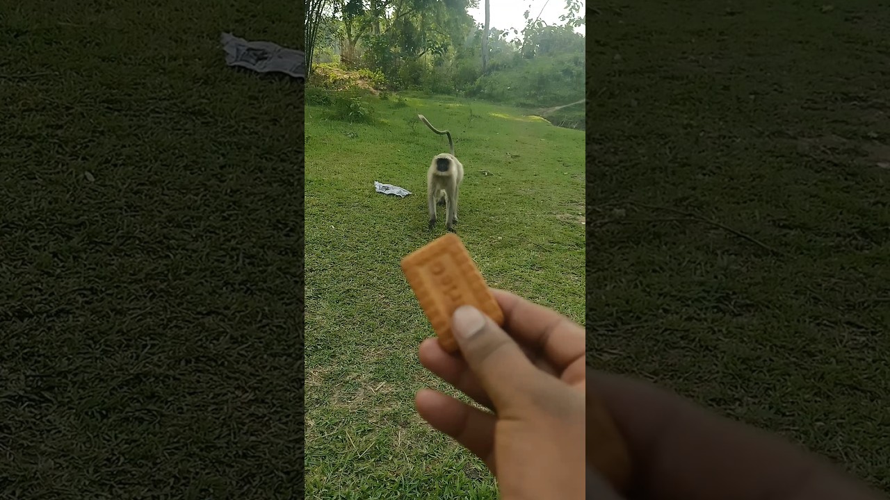 Why These Monkeys Throw Poop