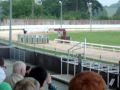 Dogs races in CORK, Ireland Dogs races in CORK, Ireland