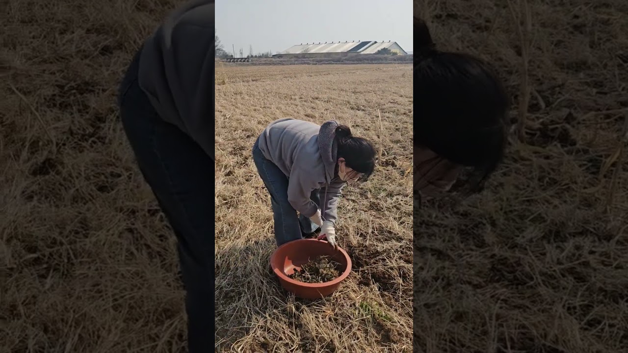 [20260220]#냉이#봄