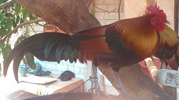 qaib qus laus 3xyoos .ไก่ป่า100 3ปี.26/1/2023.