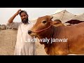 1 lakh waly janwar | Cow mandi Update | Bakra eid Lahore | Saggiyan Mandi | 2021