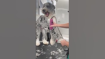 You might want to rethink that #dogroomingproblems #doodlegrooming