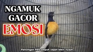 Download Lagu MURAI BORNEO GACOR NGAMUK | cepat pancing emosi lawan MP3