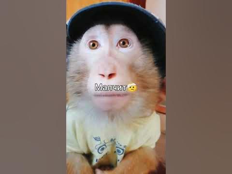 Оценишь , не стою...#обезьяны #путін #бибизяны #омерика #монке #брад # ...