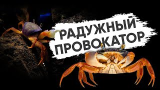видео: Радужный краб с нерадужным характером картинка: Радужный краб с нерадужным характером