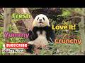 How Good Can Bamboo Shoots Possibly Be? | iPanda