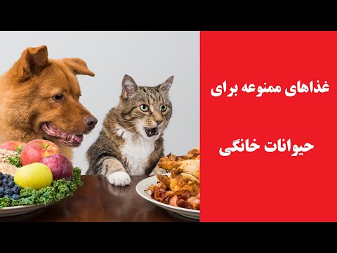 تصویری: چه غذاهایی برای گربه ها مضر است