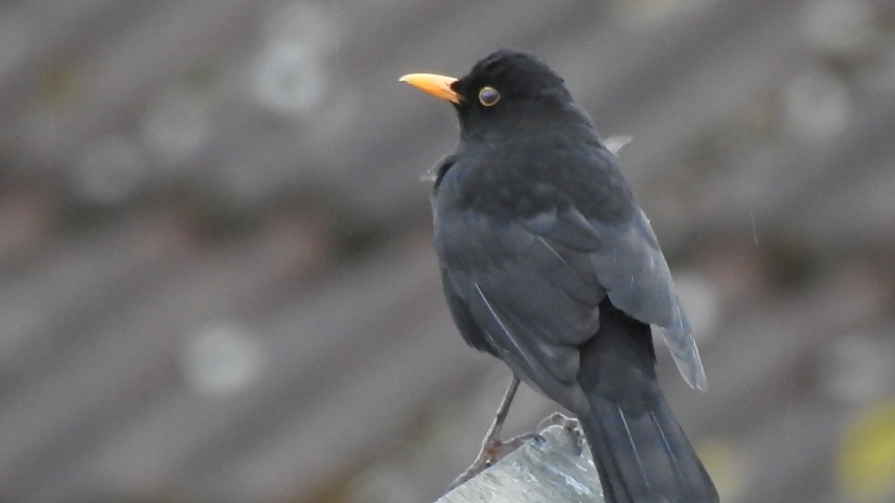 Great tit & Blackbird. Feed the birds UK 26 02 26