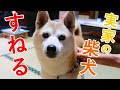 ママの実家にトイプードルと行ったら嫉妬してスネる柴犬w