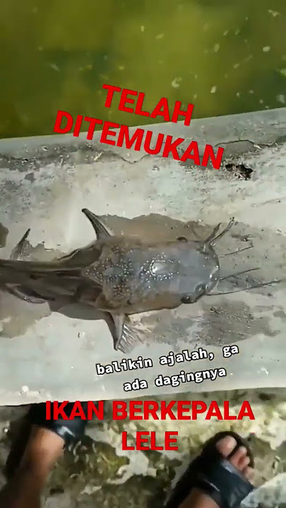 lele tanpa daging #mitosdunia #mitos #horrorstories