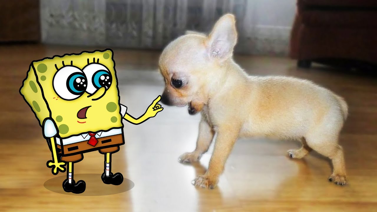 ⁣How cute !! Little Puppy vs Tiny Spongebob ? Spongebob in Real Life ! Funniest Cats And Dogs Videos