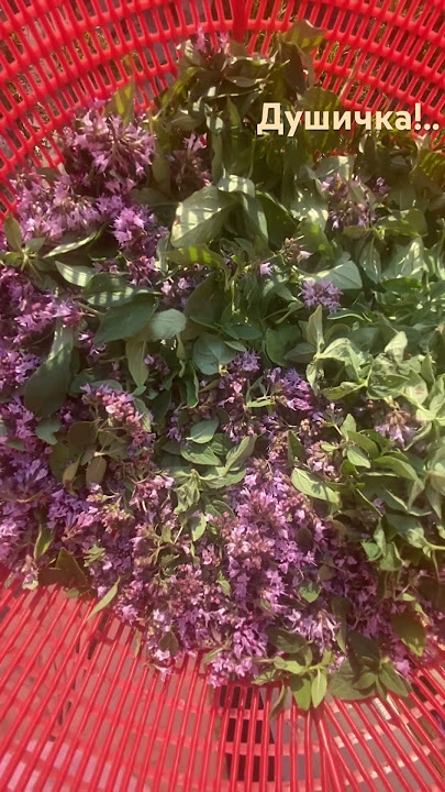 Дикоросы на чай. #деревня #природа #ЭКОтовары #зеленыйчай #душичка