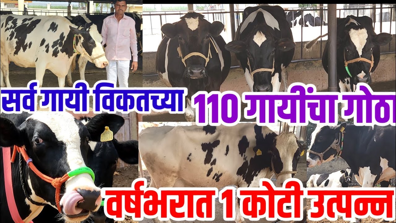 110 hf गाईंचा गोठा,सर्व गायी विकतच्या,लोकल एकही नाही,वर्षभरात 1 ते 1.25 कोटी उत्पन्न, vision varta