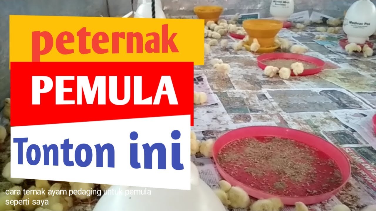 Cara ternak ayam broiler/pedaging untuk pemula dan apa saja persiapan