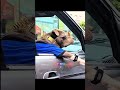 Funny animal shorts 🤣😂#funny #ytshorts #shorts #trending #cat #pets #dog #viralshorts