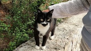 Dali the cat rubs against my legs and asks me to pet her with her famous purr