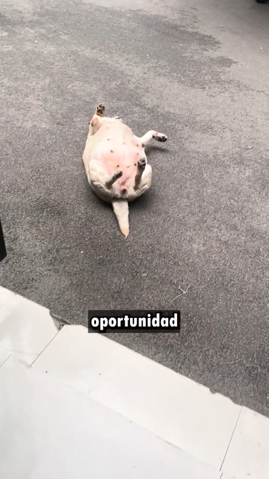 ¡Soñando con comida hasta que lo despiertan! ???