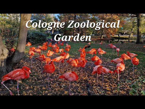 Video: Zoo in Cologne