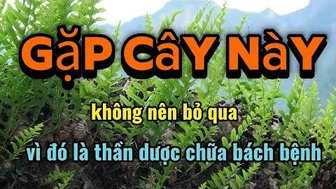 Gặp cây này không nên bỏ qua vì đó là một thần dược chữa bách bệnh