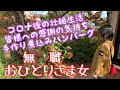 [無職] 3年ぶりの電話/コロナ後の壮絶生活/視聴者様への感謝の気持ち/煮込みハンバーグ/愛犬動画長め/一人暮らしアラフィフ/ぼっち飯