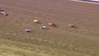 Hilarious Corgi dog racing!