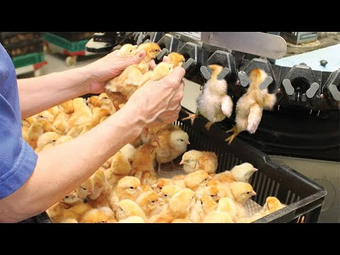 Latest Breed Chickens Process - Raising Broiler Cages Method - Modern Poultry Processing Factory