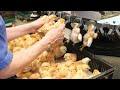 Latest breed chickens process  raising broiler cages method  modern poultry processing factory