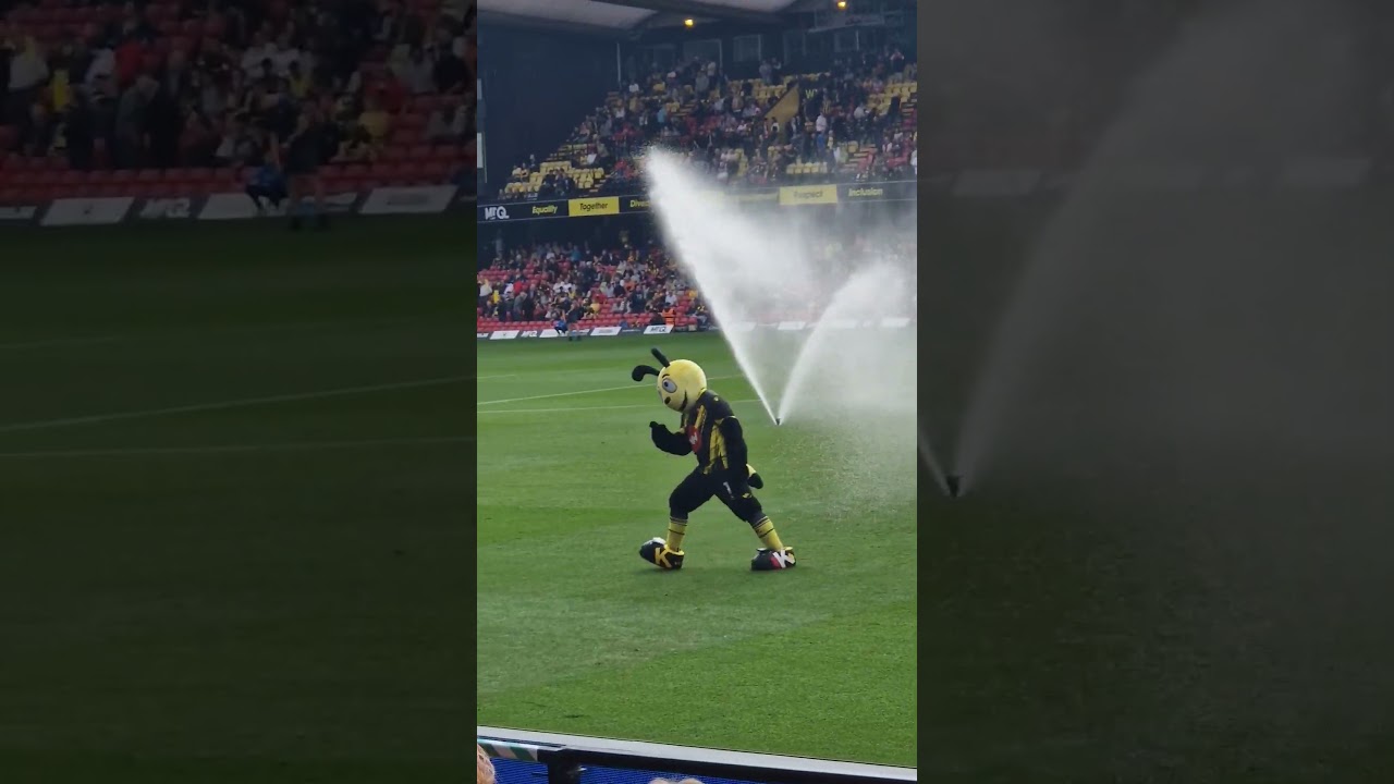 Harry is a happy Hornet 