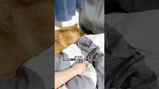 今は食パンになっていたい柴犬🍞 #柴犬