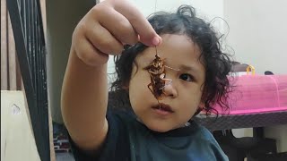 dZiL Menangkap Kecoa - Baby vs Cockroach