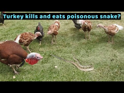 Turkey kills and eats poisonous snake?
