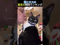 猫にキスした時の面白い反応ランキング TOP6