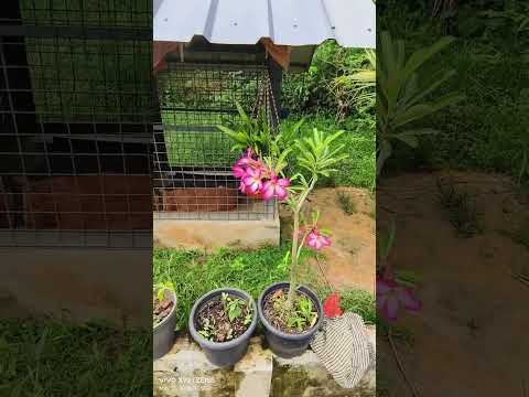പത്തനംതിട്ടയിലെ കൂട്ടുക്കാരിയുടെ വീട്  Home design 