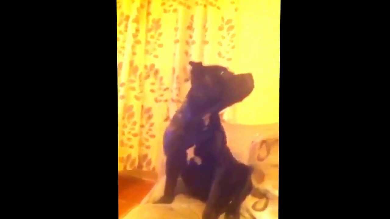 Dog jumping on my head YouTube
