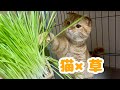 猫に猫草を与えてみたらかわいすぎた