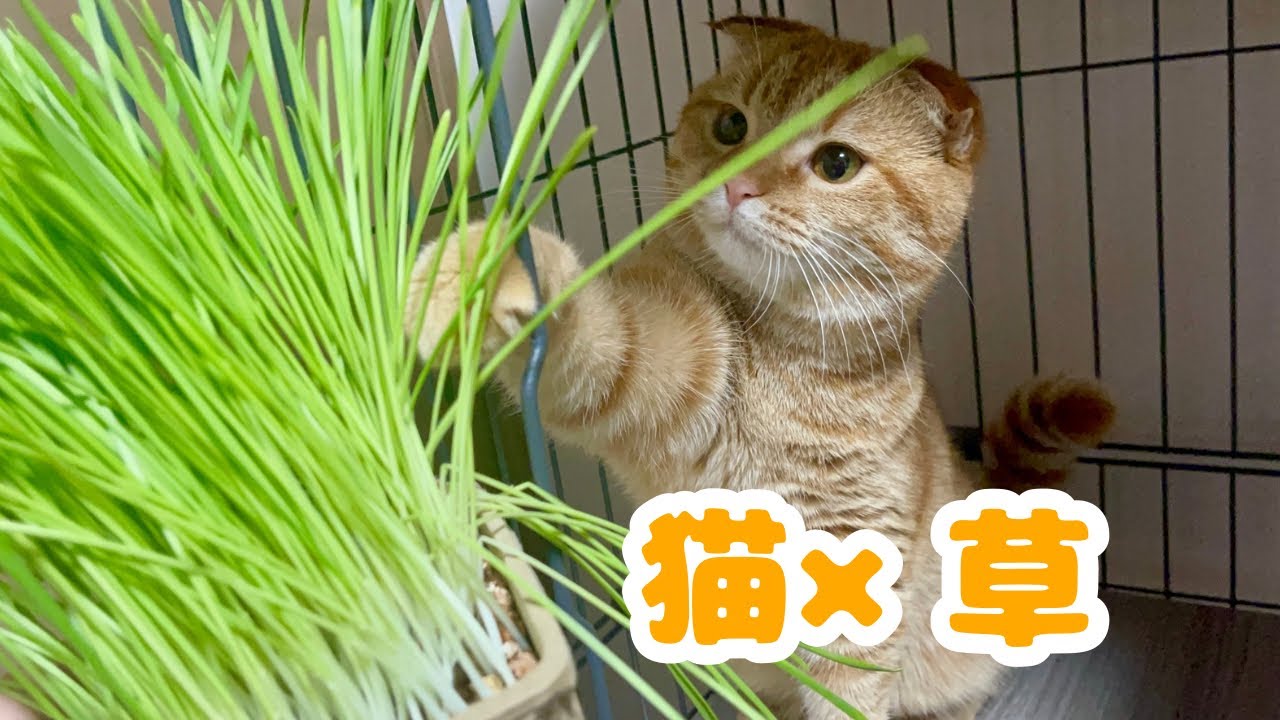 猫に猫草を与えてみたらかわいすぎた