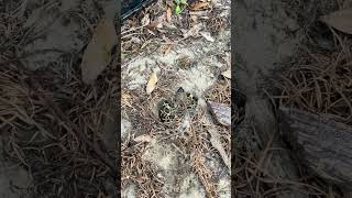 Flipping an overwintering Rattlesnake ￼ @MichaelLDye