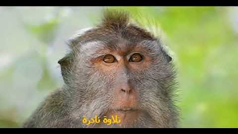 تلاوة نادرة الشيخ محمود ابو الوفا الصعيدى