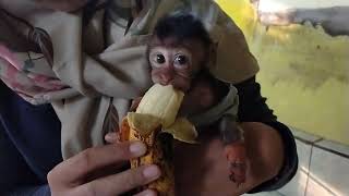 Martyn Monpai Martyn Makan Pisang Anak Monyet Lucu