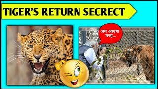 The Mystery Behind The Arrival Of Cheetahs In India? Its Factician